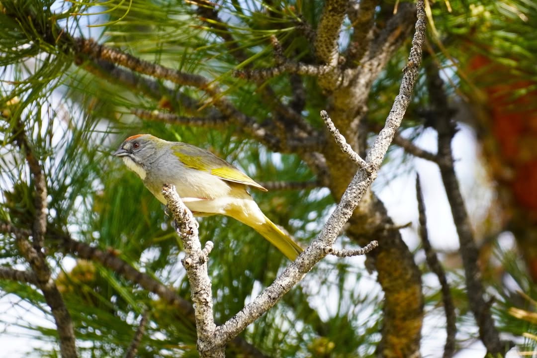 Green-tailed Towhee at Beaver Meadows