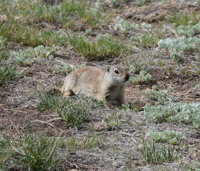 Ground Squirrel near Sheep Lakes