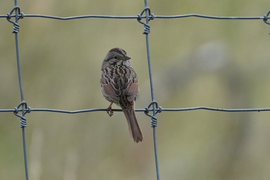 Lincoln’s sparrow at Beaver Meadows