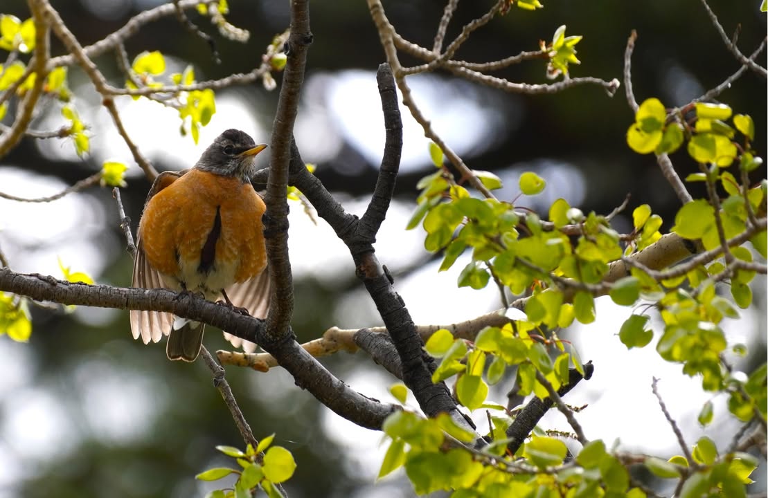 Male American Robin at Beaver Meadows