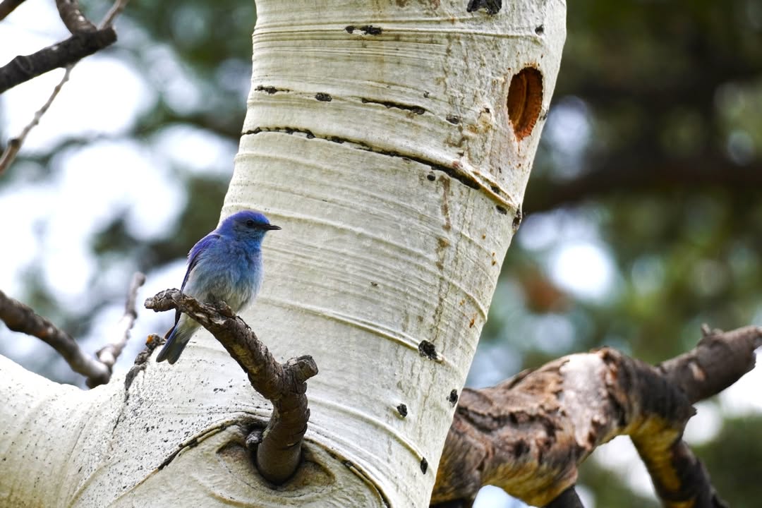 Male Mountain Bluebird at Beaver Meadows