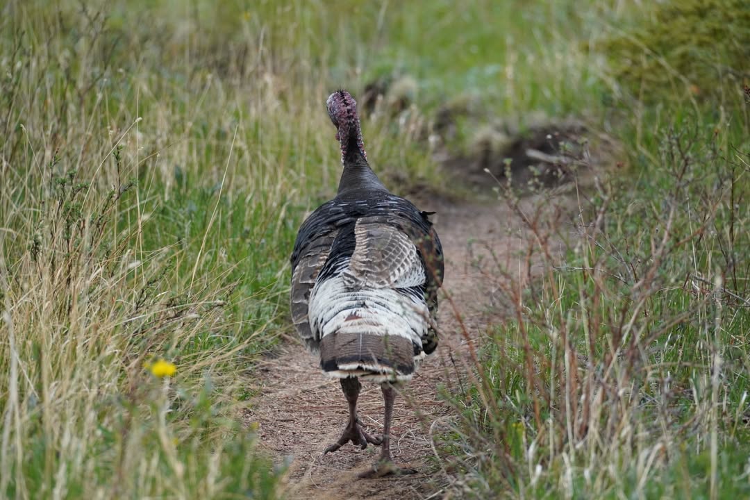 Male Turkey at Beaver Meadows