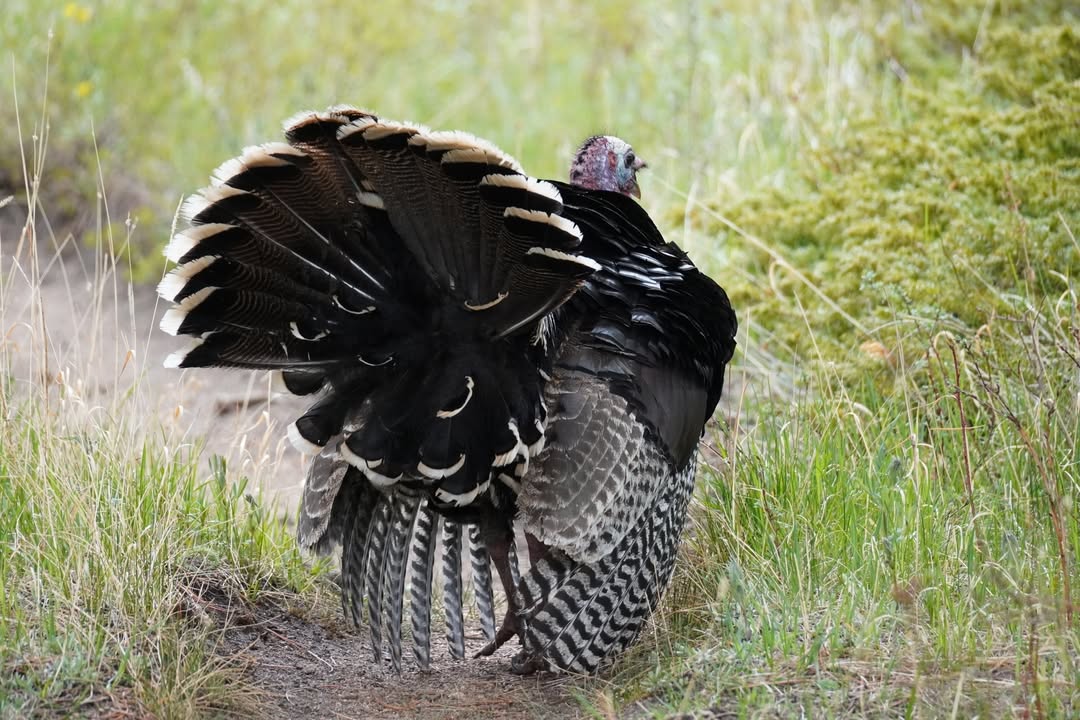 Male Turkey at Beaver Meadows