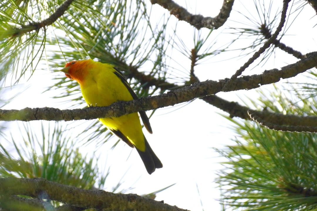 Male Western Tanager