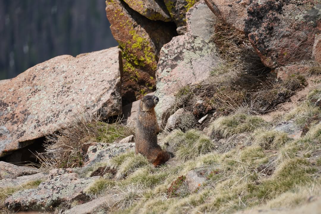 Marmot along Trail Ridge