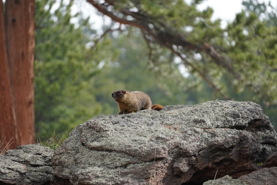 Marmot at Beavers Meadow