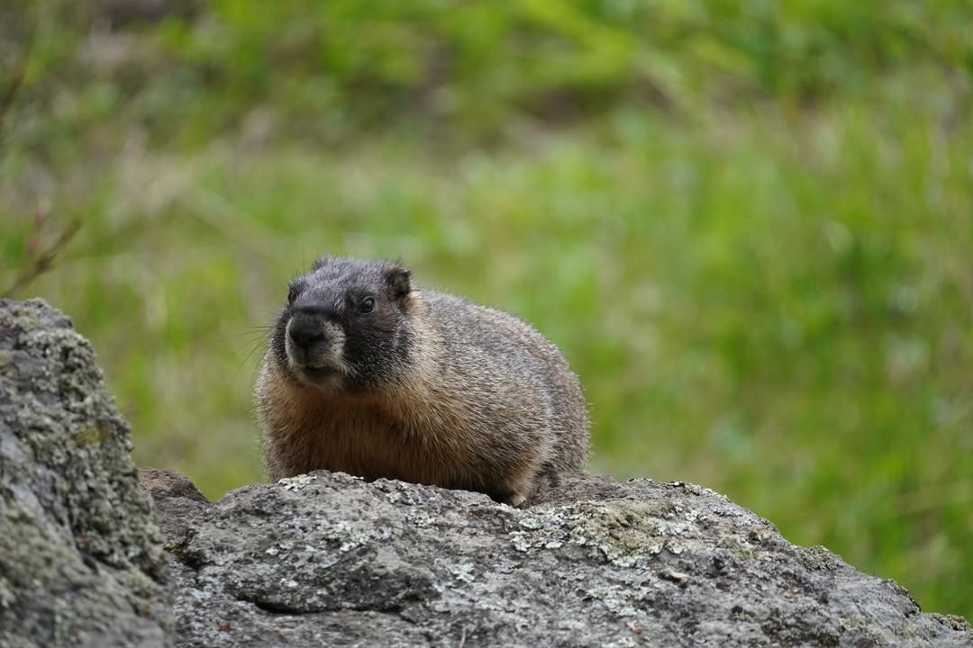 Marmot at Moraine Park