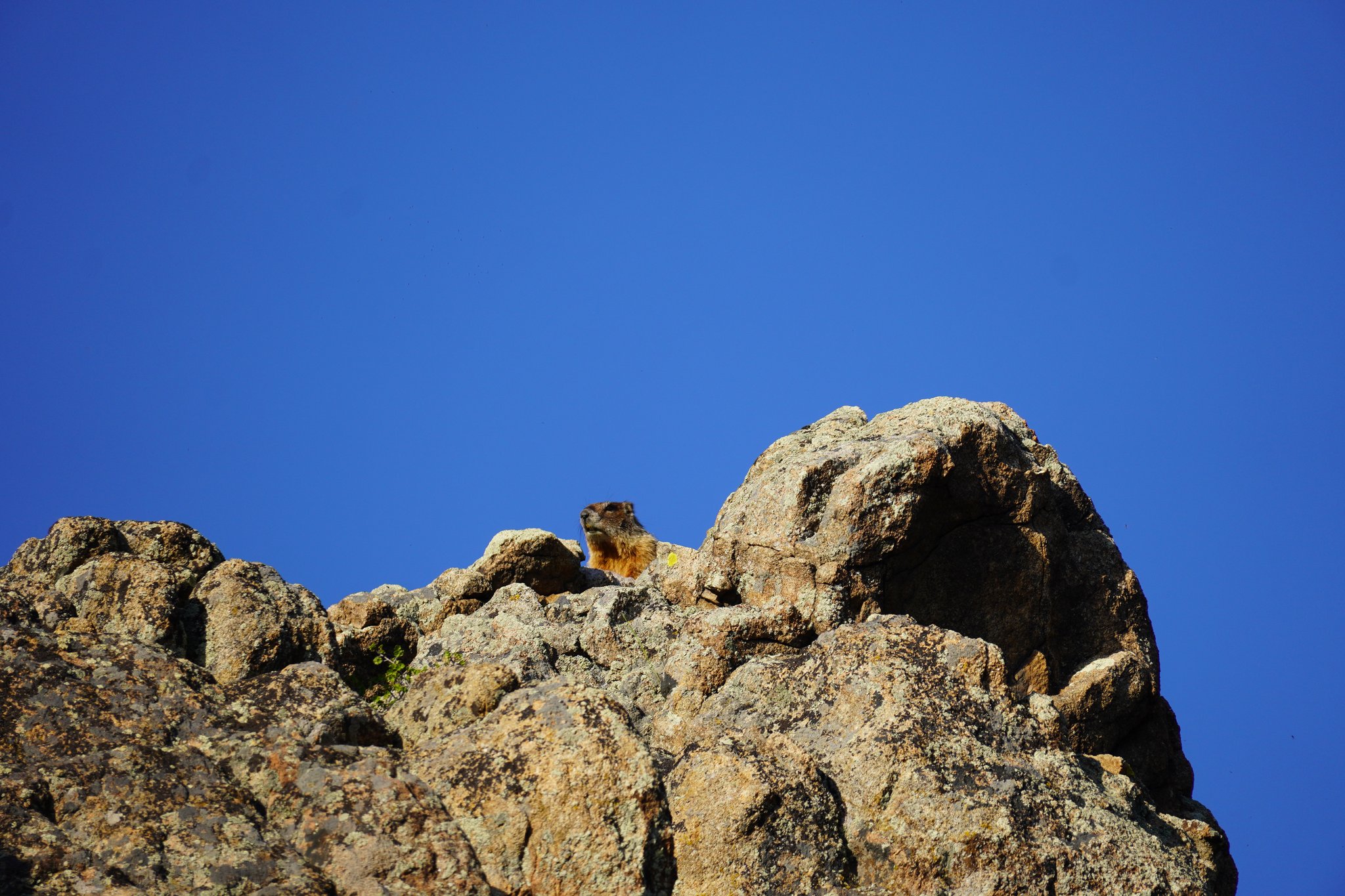 Marmot near Stagecoach Dam