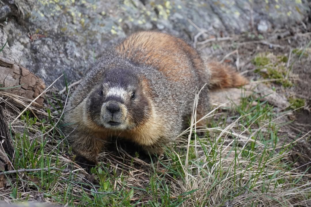 Marmot on return after Nymph Lake