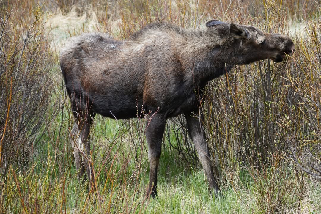 Moose at Beaver Pond Boardwalk