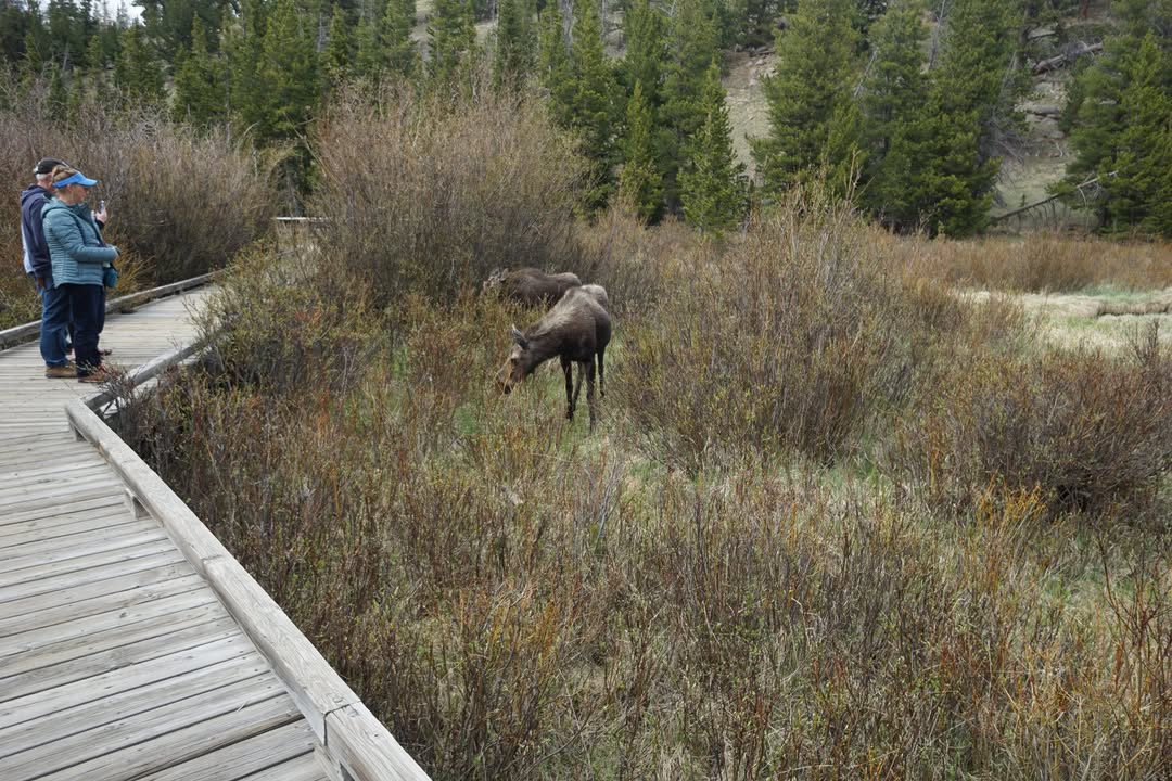 Moose at Beaver Ponds Boardwalk
