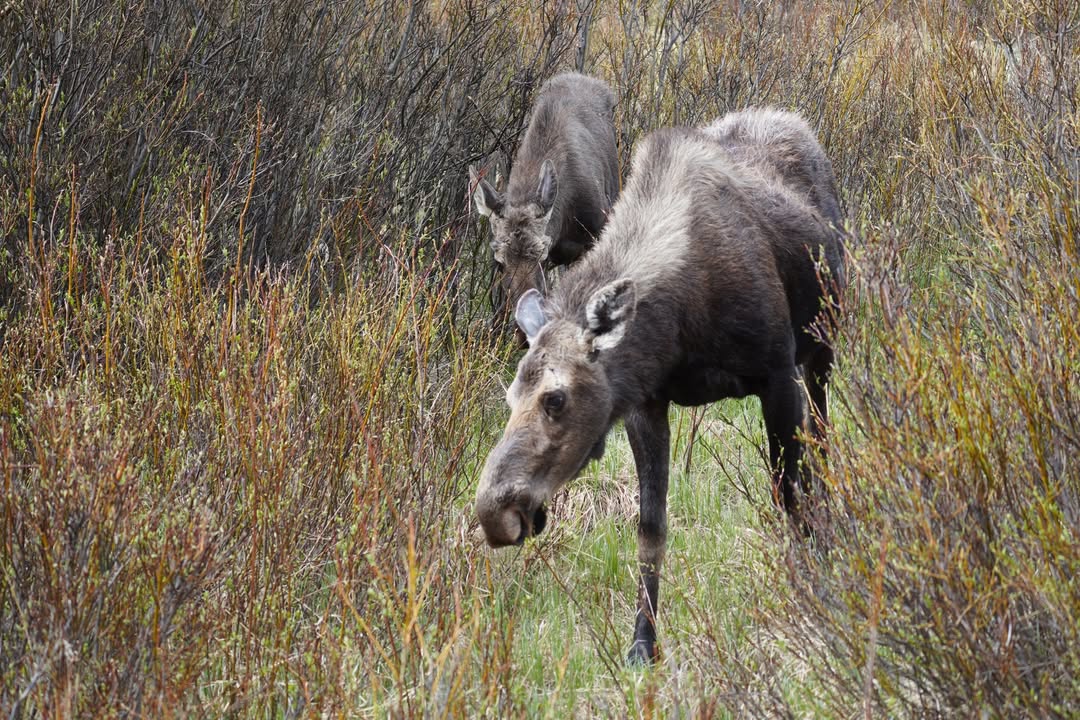 Moose at Beaver Ponds Boardwalk