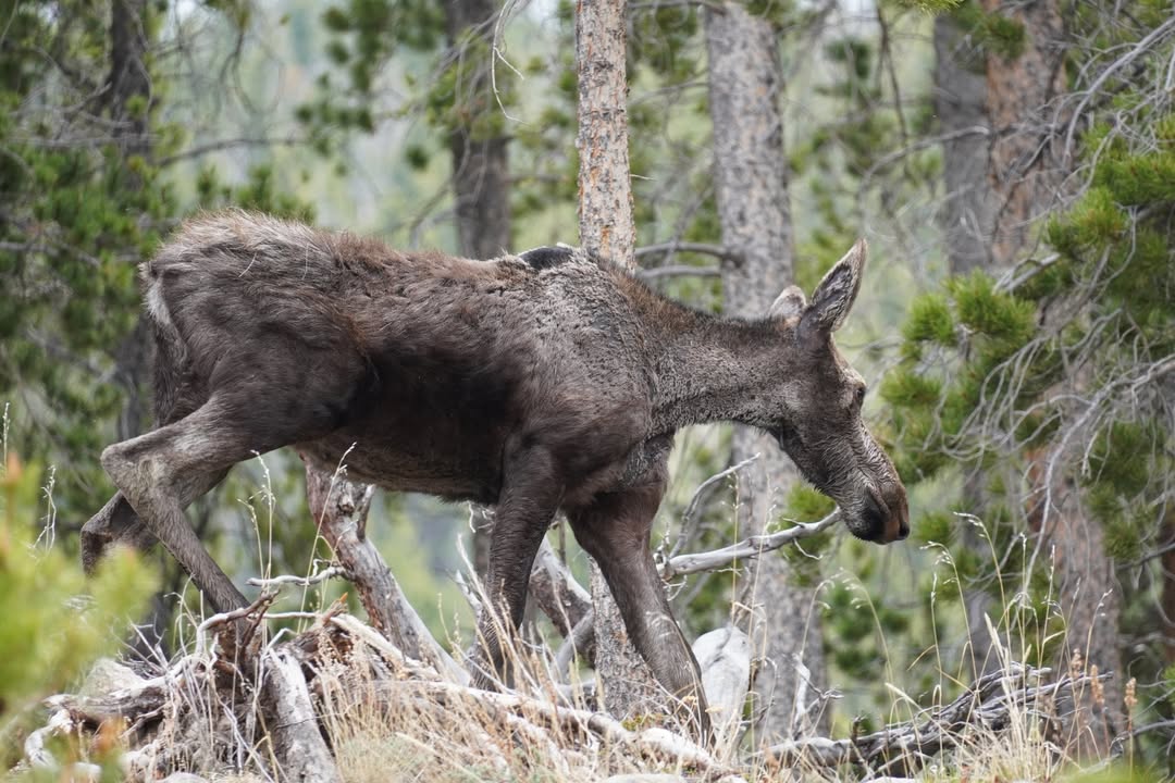 Moose at Sprague Lake