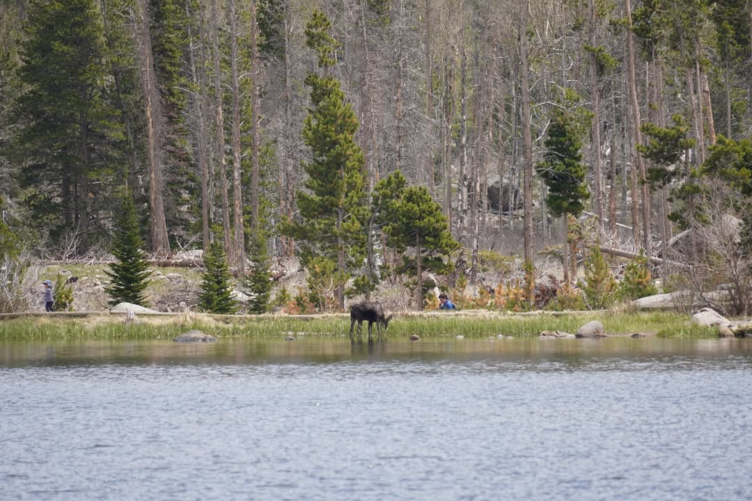 Moose on Sprague Lake