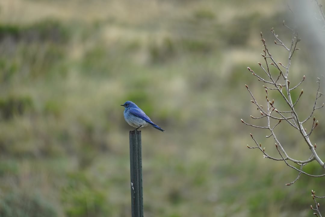 Mountain Bluebird