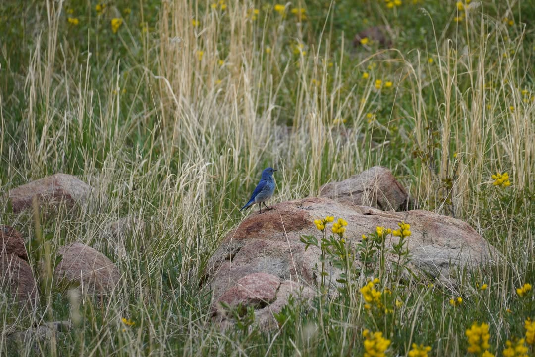Mountain Bluebird at Cub Lake trail in Moraine Park