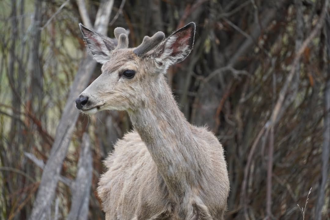 Mule deer at Beaver Meadows parking lot
