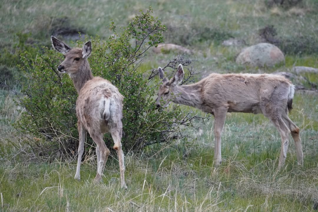 Mule Deer at Moraine Park