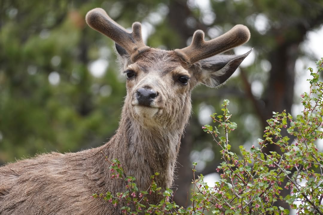 Mule Deer near the road in RMNP