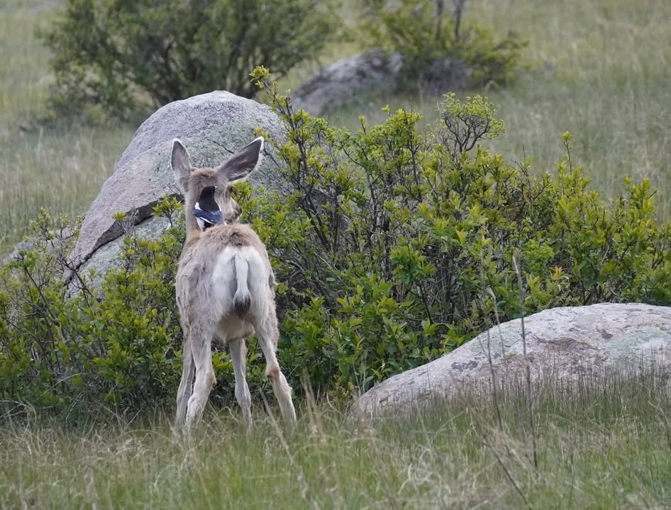 Mule Deer with Black-billed Magpie on his back at Moraine Park