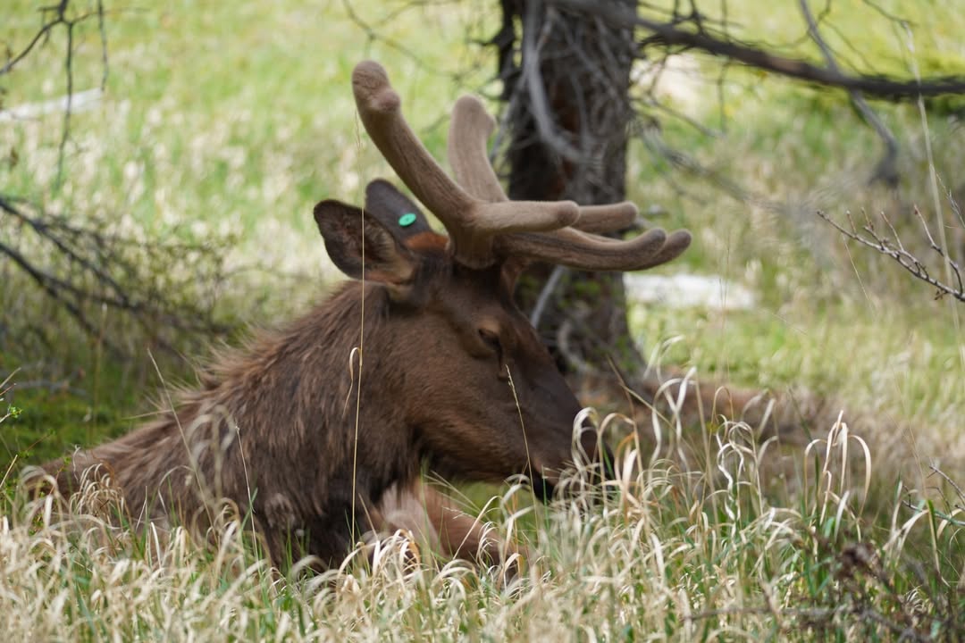Napping Elk in Endovalley Picnic Area