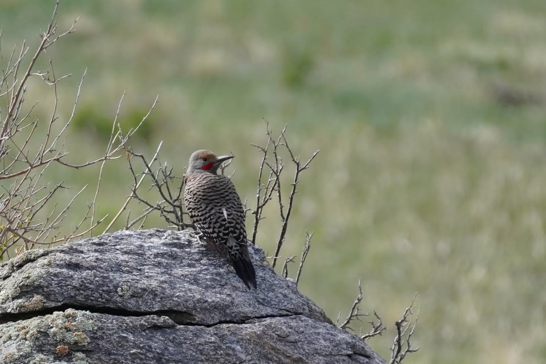 Northern Flicker at Beaver Meadows