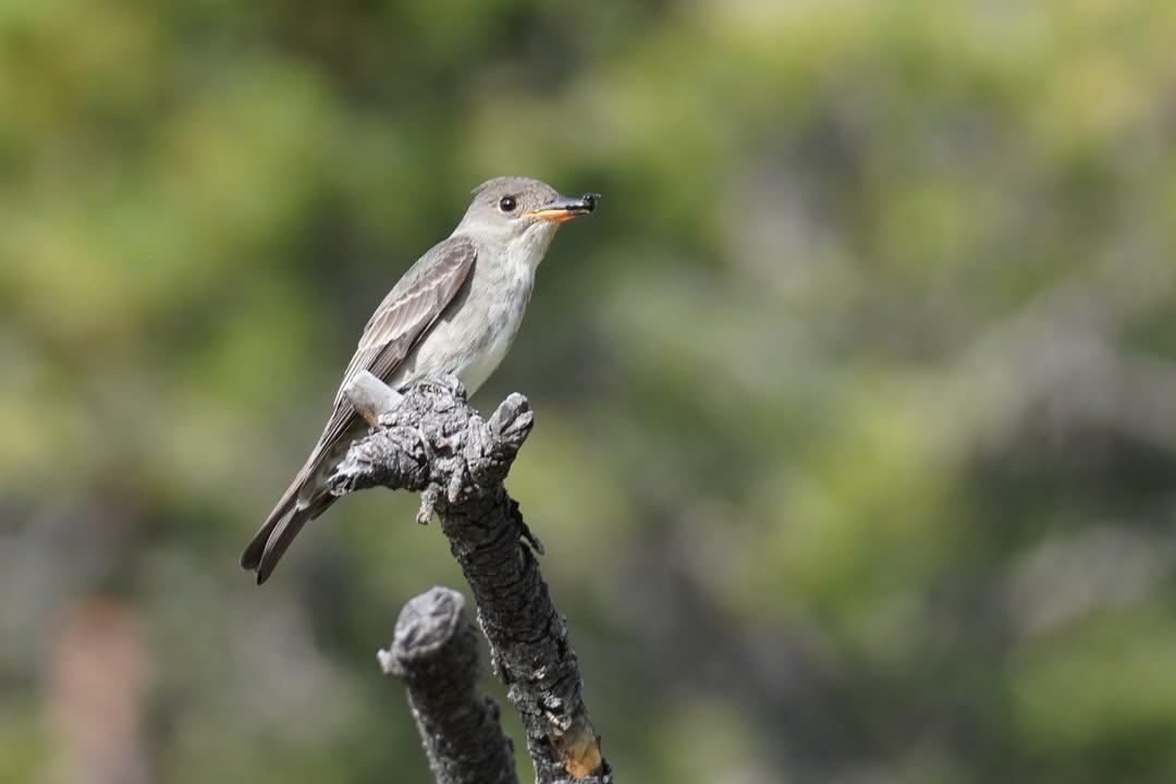Olive-sided Flycatcher at Beaver Meadows