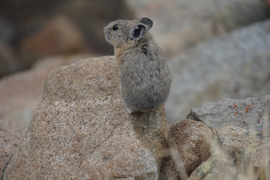 Pika at Rainbow Curve