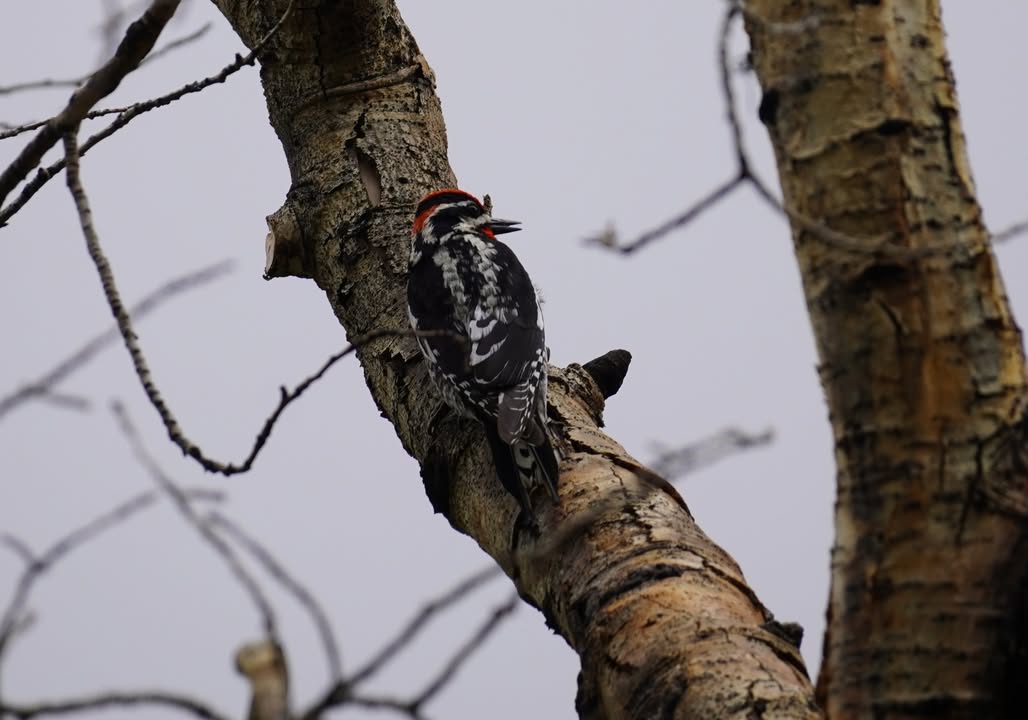 Red-naped Sapsucker