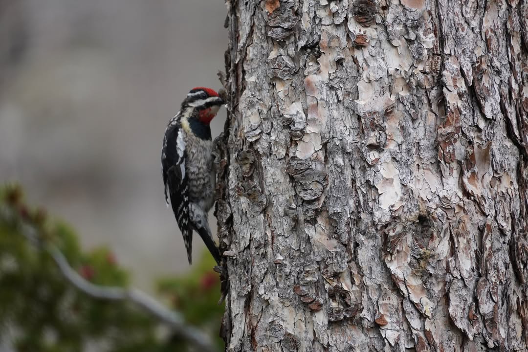 Red-naped Sapsucker at Cub Lake in Moraine Park