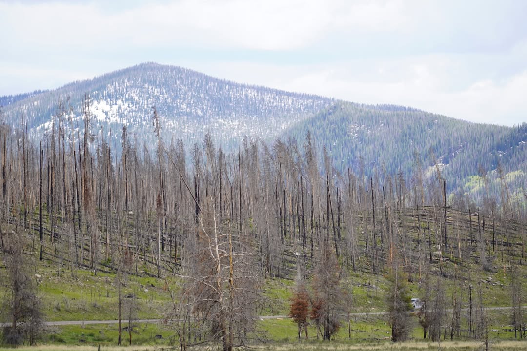 Rocky Mountain Park Forest Fire Area