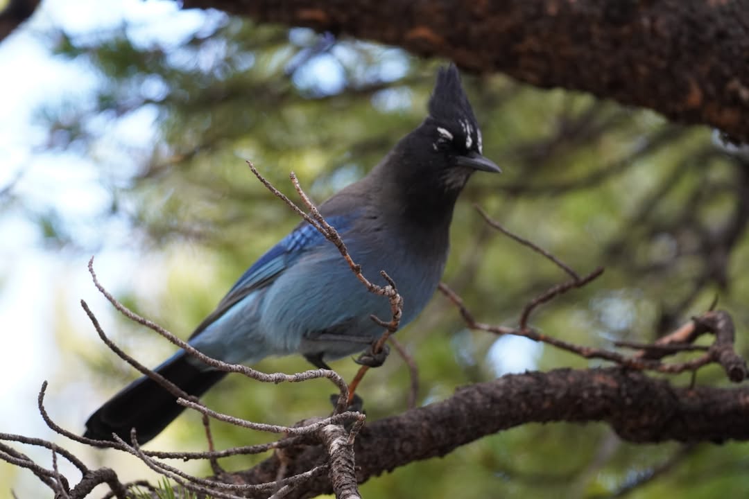 Stellar Blue Jay on Nymph Lake trail