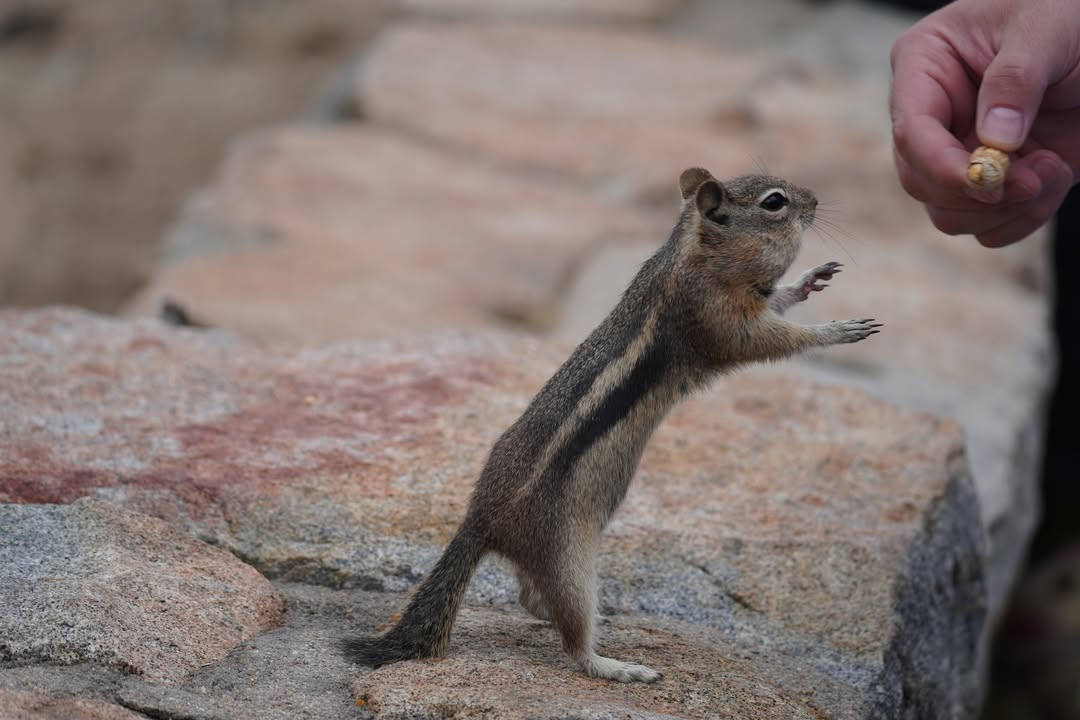 Tourist feeding ground squirrel at Rainbow Curve