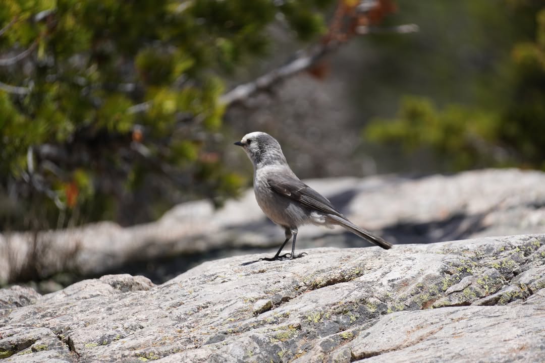 Townsend’s Solitaire