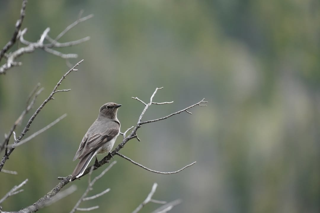 Townsend's Solitaire at Cub Lake trail in Moraine Park