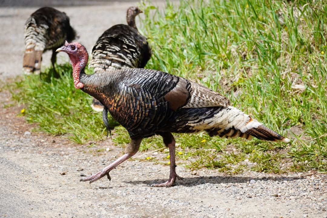 Turkey in Endovalley Picnic Area