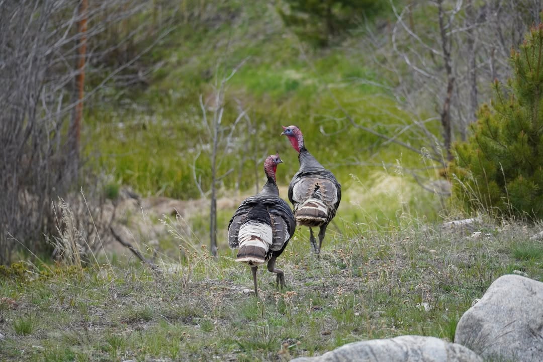 Turkey near Glacier Basin Campground