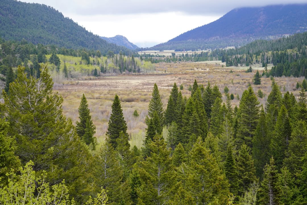 View from Old Fall River Road