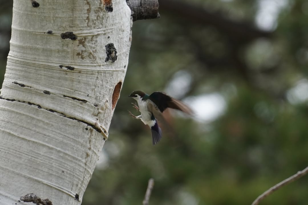 Violet-green swallow at Beaver Meadows