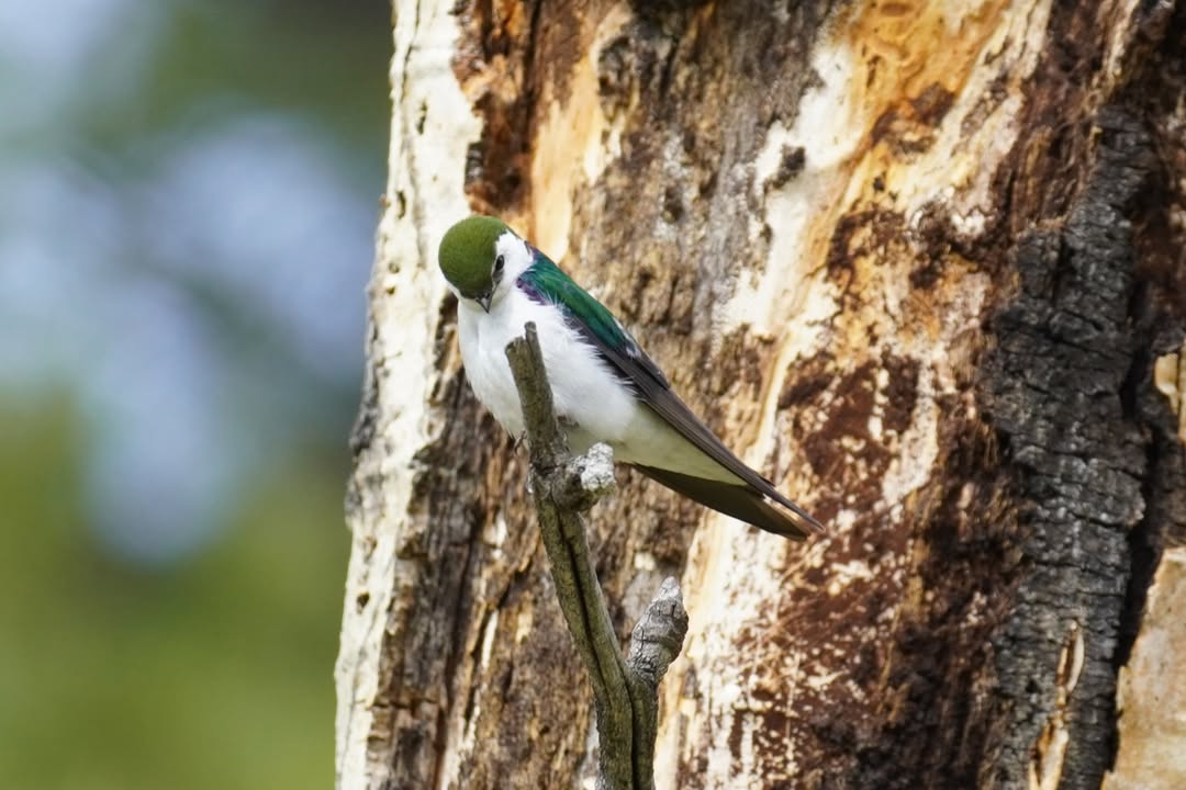 Violet-green swallow at Beaver Meadows
