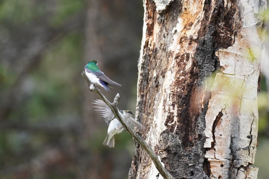 Violet-green swallow couple at Beaver Meadows