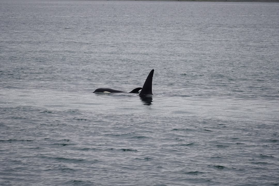 Baby Orca with Mom