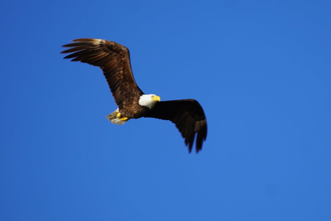 Bald Eagle from Washington Park in Anacortes