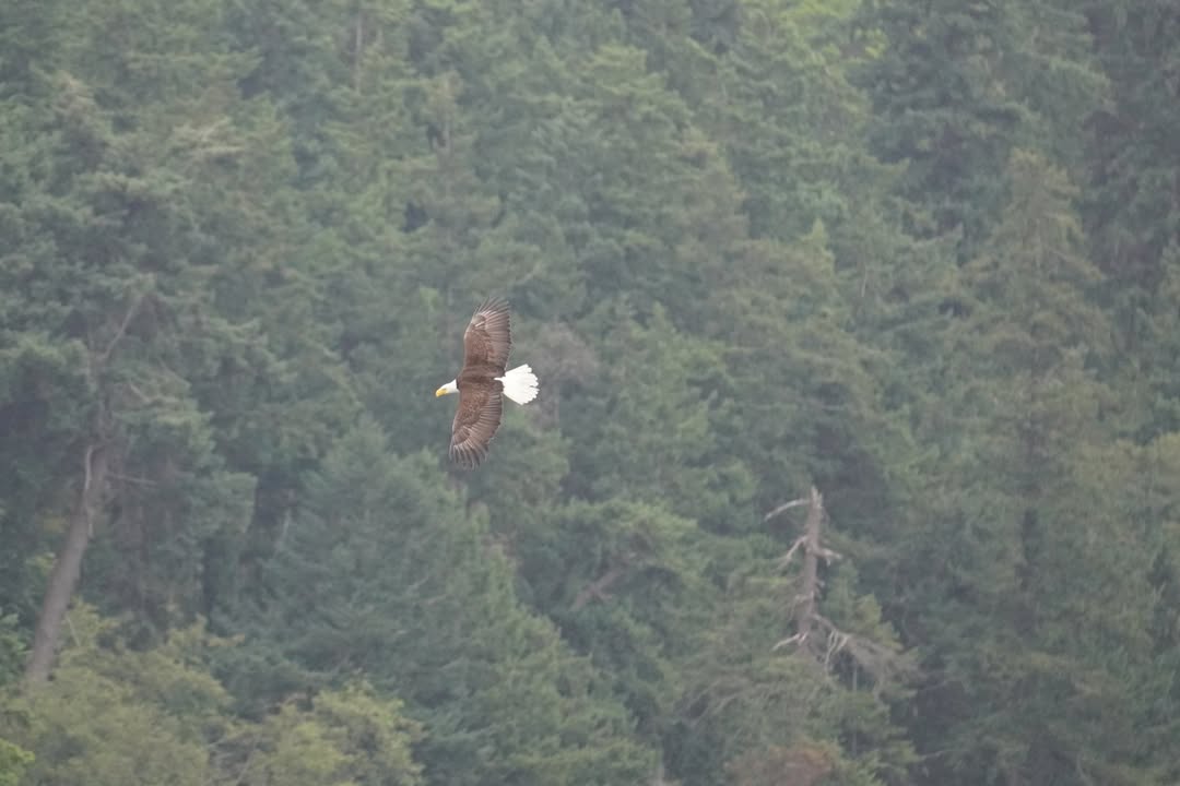 Bald Eagle on Whale Watching Tour