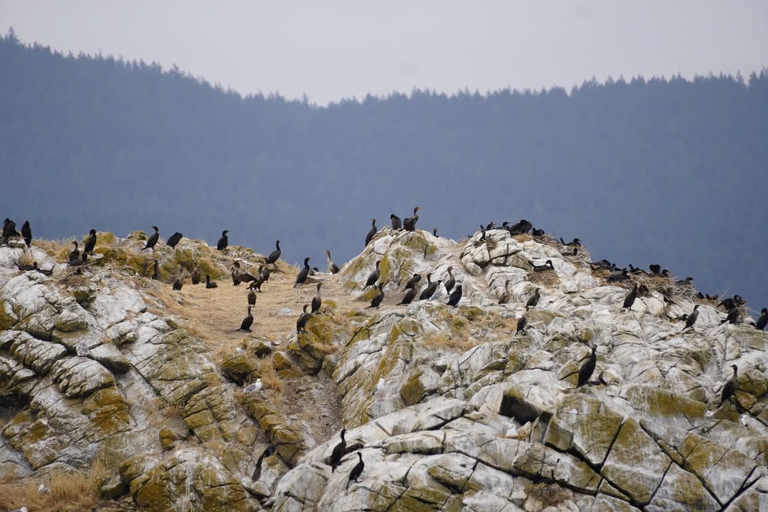 Cormorants on Whale Watching Tour