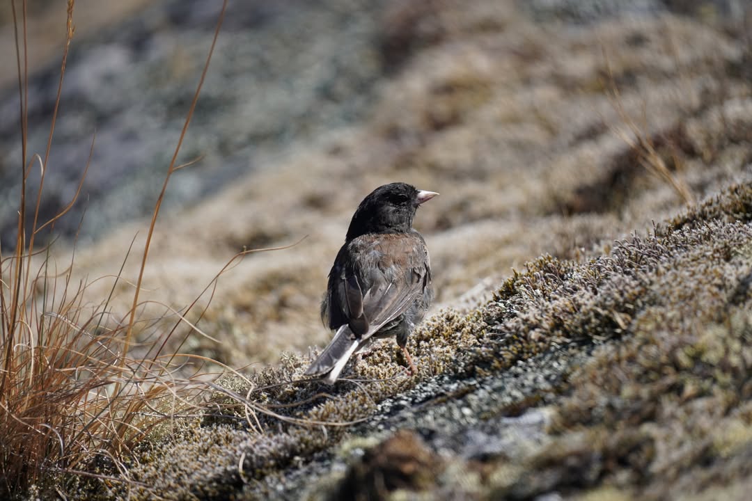 Dark Eyed Junco at Deception Pass State Park