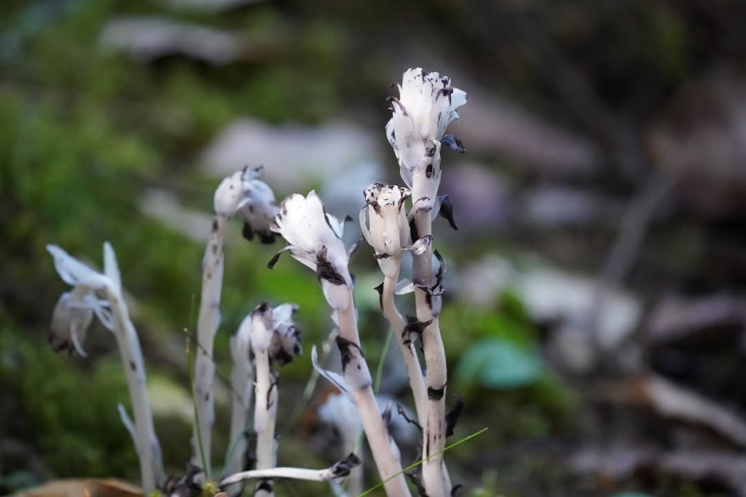 Indian Pipe  at Deception Pass State Park