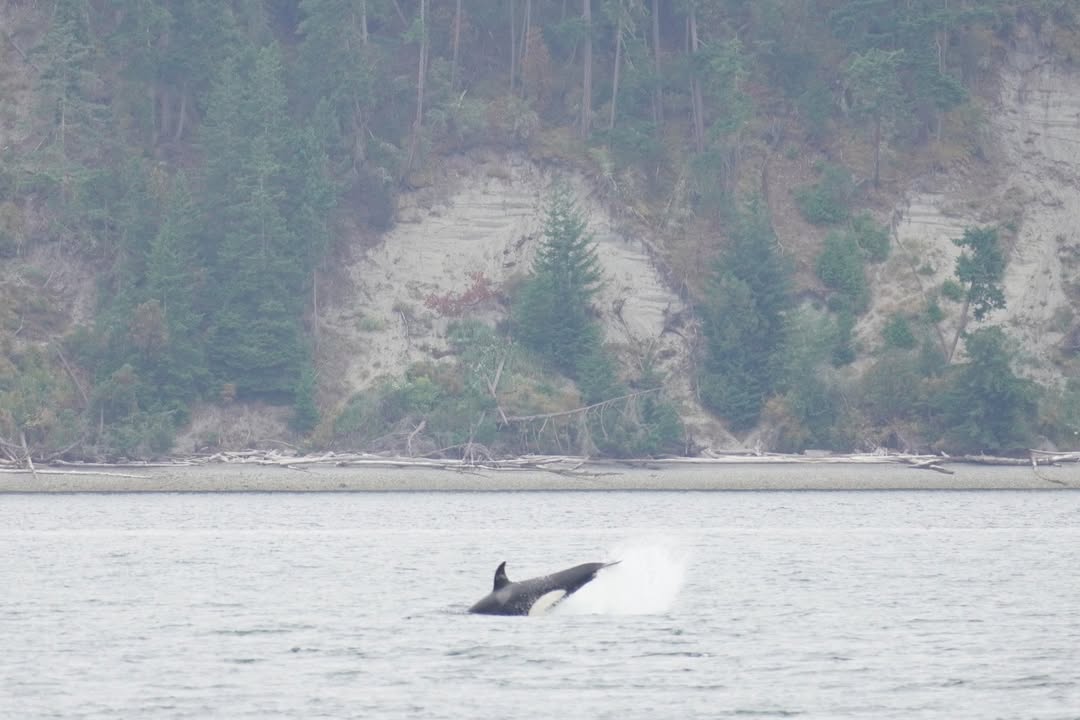 Orca tail slapping