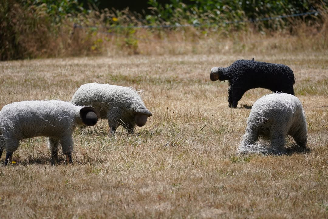 San Juan Sculpture Garden
