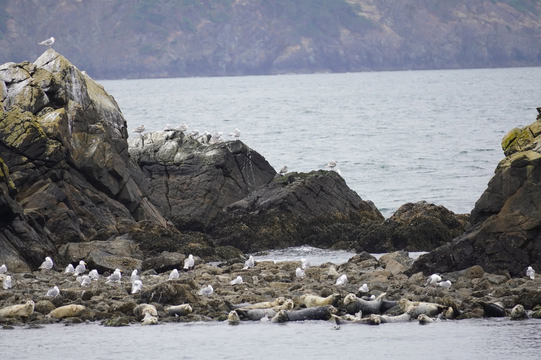 Seals and Seagulls on Whale Watching Tour